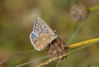 okgzl Yalanc illi Mavi (Polyommatus corydonius)