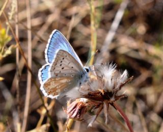 okgzl Yalanc illi Mavi (Polyommatus corydonius)