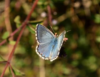 okgzl Yalanc illi Mavi (Polyommatus corydonius)