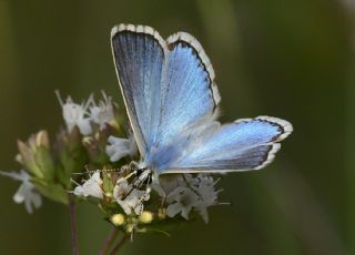 okgzl Yalanc illi Mavi (Polyommatus corydonius)