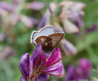 okgzl Balkan Mavisi (Aricia anteros )