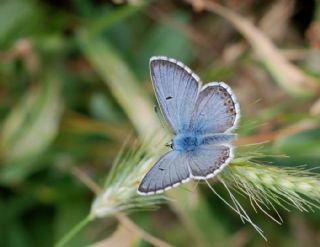 okgzl Balkan Mavisi (Aricia anteros )