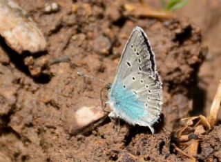 okgzl Diana Mavisi (Polyommatus diana)