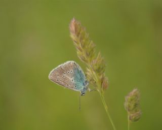 okgzl Diana Mavisi (Polyommatus diana)