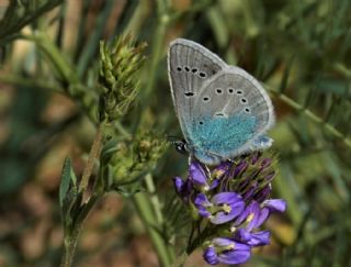 okgzl Diana Mavisi (Polyommatus diana)