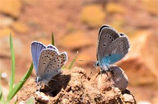 okgzl Diana Mavisi (Polyommatus diana)