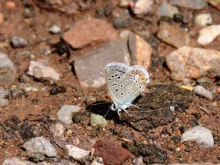 okgzl Eros (Polyommatus eros)