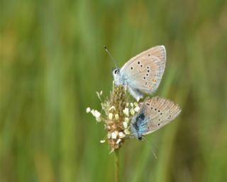 okgzl Gzel Mavi (Polyommatus bellis)