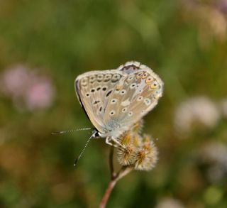okgzl Anadolu illi Mavisi (Polyommatus ossmar)