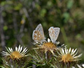 okgzl Gk Mavisi (Polyommatus bellargus)