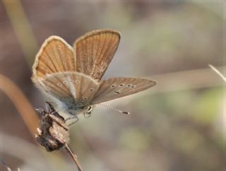 �okg�zl� Demavend Esmeri&nbsp;(Polyommatus&nbsp;demavendi)