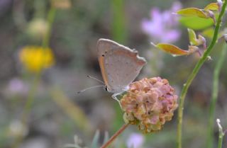 Benekli Bakr Gzeli (Lycaena phlaeas)