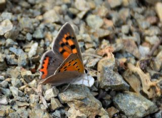 Benekli Bakr Gzeli (Lycaena phlaeas)