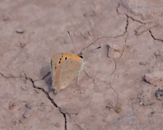 Benekli Bakr Gzeli (Lycaena phlaeas)