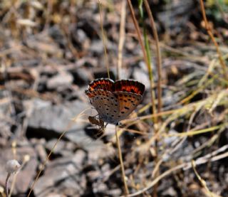 Byk Mor Bakr Gzeli (Lycaena alciphron)