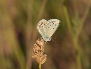 okgzl Torul Mavisi (Aricia torulensis)