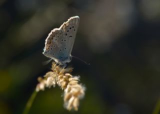 okgzl Torul Mavisi (Aricia torulensis)