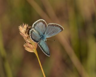 okgzl Torul Mavisi (Aricia torulensis)