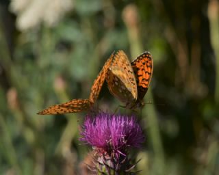 Gzel nci (Argynnis aglaja)