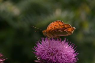 Gzel nci (Argynnis aglaja)