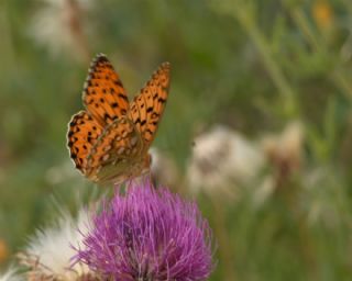 G�zel �nci&nbsp;(Argynnis&nbsp;aglaja)
