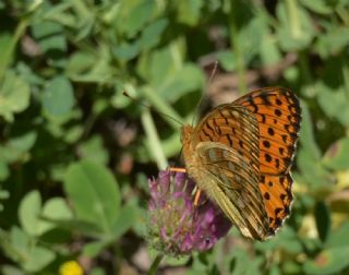 Gzel nci (Argynnis aglaja)