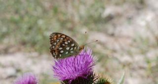 Gzel nci (Argynnis aglaja)