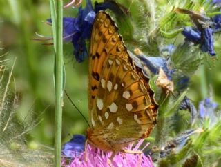 Gzel nci (Argynnis aglaja)