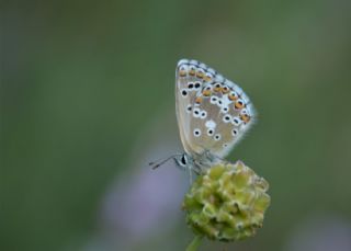 okgzl Anadolu Mavisi (Aricia crassipunctus)