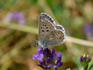 okgzl Balkan Mavisi (Aricia anteros )