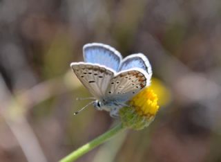 okgzl Torul Mavisi (Aricia torulensis)