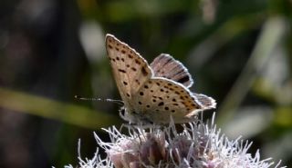 sli Bakr Gzeli (Lycaena tityrus)