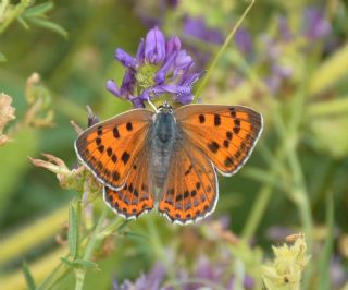 Byk Mor Bakr Gzeli (Lycaena alciphron)