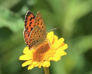 Byk Mor Bakr Gzeli (Lycaena alciphron)