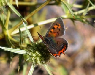 Benekli Bakr Gzeli (Lycaena phlaeas)