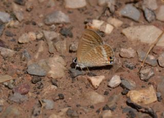 Lampides (Lampides boeticus)