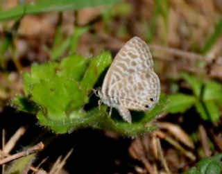 Mavi Zebra&nbsp;(Leptotes&nbsp;pirithous)