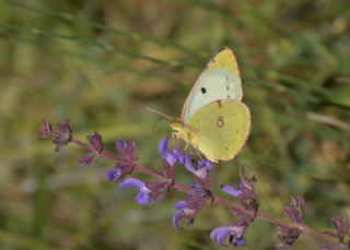 Sar Azamet (Colias croceus)