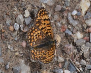 Cezayirli parhan (Melitaea ornata)