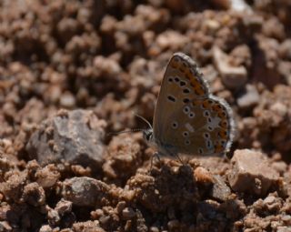 okgzl Balkan Mavisi (Aricia anteros )