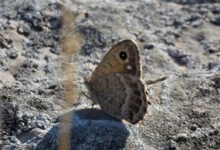 Beyaz Damarl Pirireis (Satyrus amasinus)