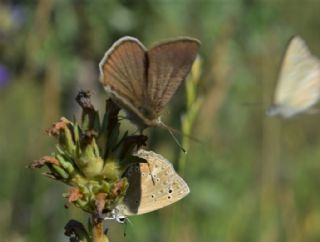 Anormal okgzl (Polyommatus admetus)