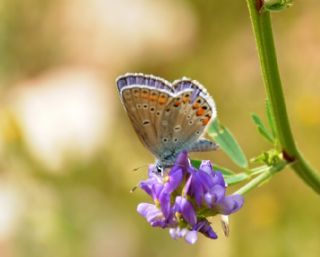 Anadolu Esmergz (Plebejus modicus)