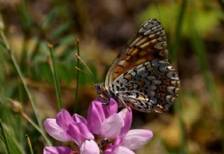 Benekli Byk parhan (Melitaea phoebe)