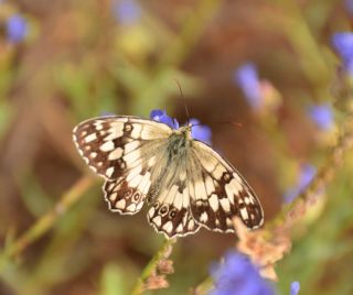 Anadolu Melikesi (Melanargia larissa)