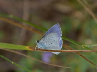 Kutsal Mavi (Celastrina argiolus)