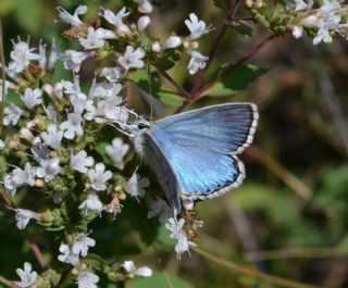 okgzl Yalanc illi Mavi (Polyommatus corydonius)