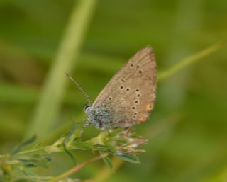 okgzl Gzel Mavi (Polyommatus bellis)