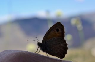 Esmerperi (Hyponephele lupina)