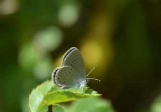 Minik Kupid (Cupido minimus)